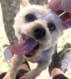 A senior small-sized male Yorkshire Terrier dog named Andy for adoption in fort worth, TX