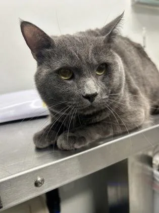 An adult small-sized male Domestic Short Hair cat named Winston for adoption in West Chester, PA