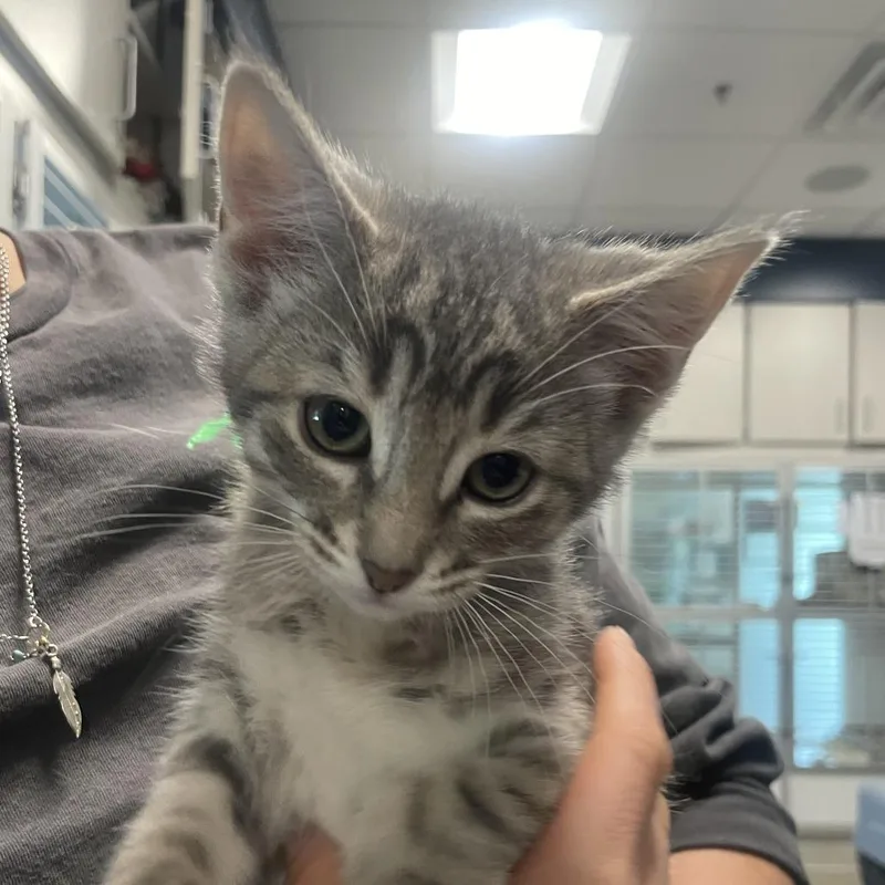 A baby small-sized female Gray / Blue / Silver Domestic Short Hair cat named Mika for adoption in Hailey, ID