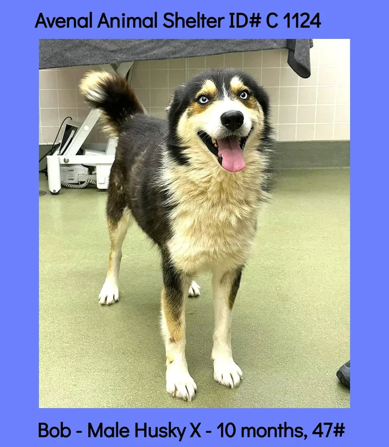 A young medium-sized male Tricolor (Brown, Black, & White) Husky dog named Bob for adoption in Avenal, CA