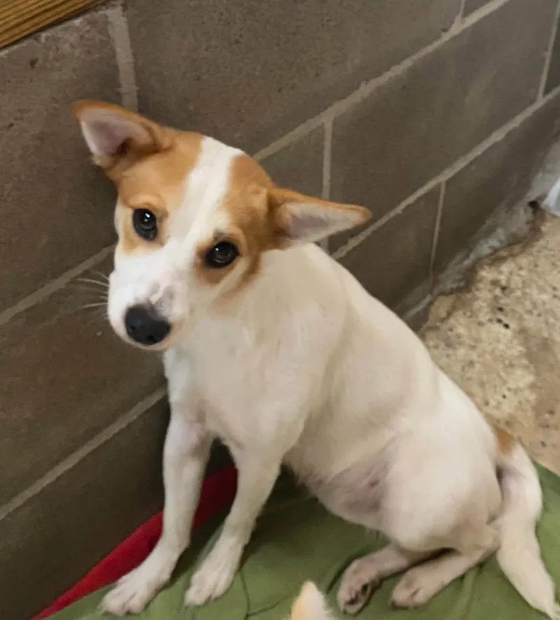 A young small-sized female Mixed Breed dog named Bree for adoption in Lakeland, GA