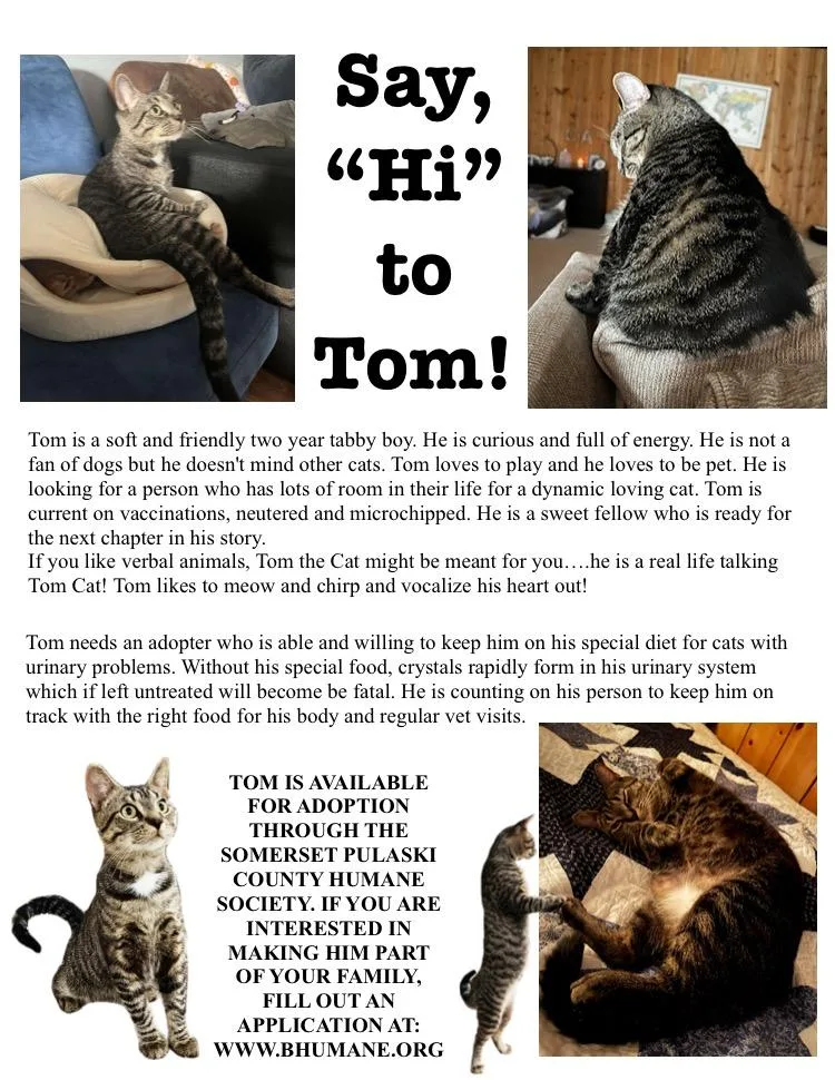 An adult medium-sized male Tabby cat named Tom for adoption in Somerset, KY