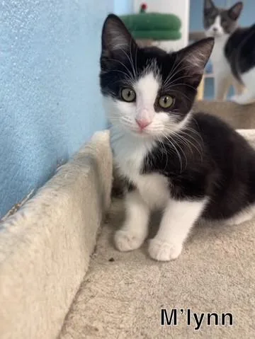 A baby small-sized female Black Domestic Short Hair cat named M'Lynn for adoption in Hollister, CA
