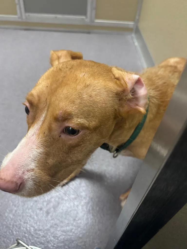 A young medium-sized female Pit Bull Terrier dog named Emerald for adoption in Benton, AR