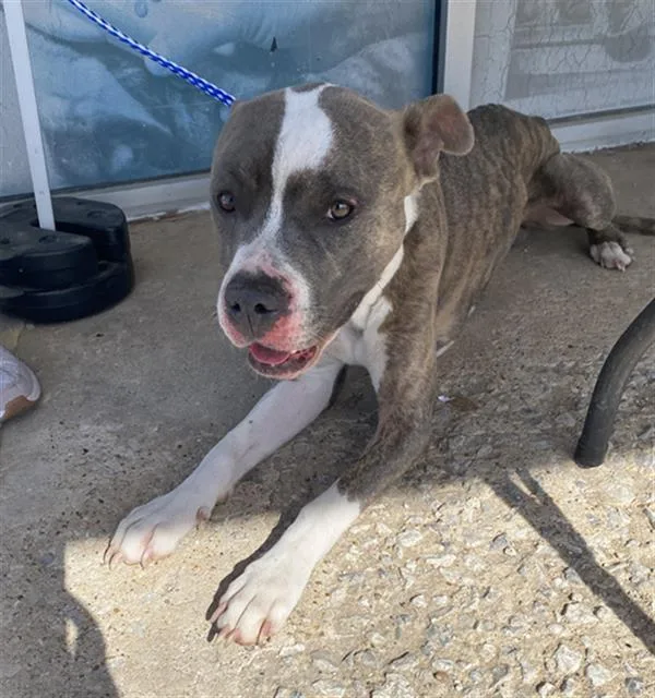 A young large-sized male Mixed Breed dog named Rockyroad for adoption in Dallas, TX