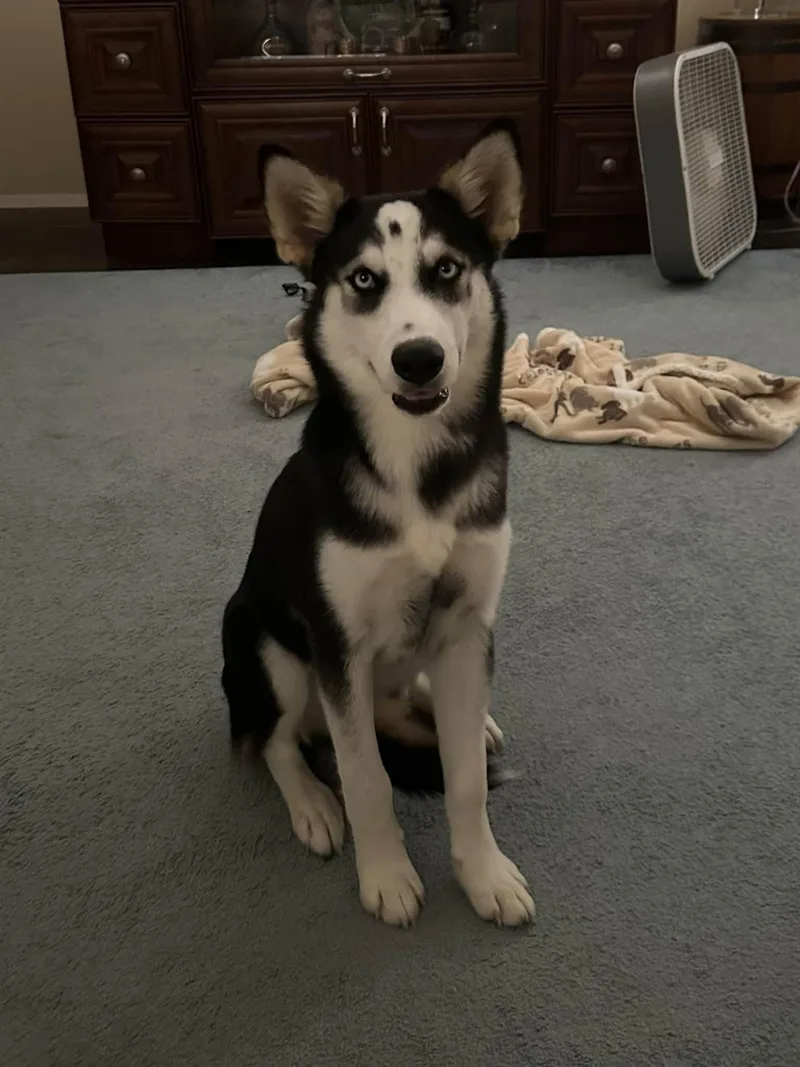 A baby medium-sized female Siberian Husky dog named Bree for adoption in Carrollton, TX