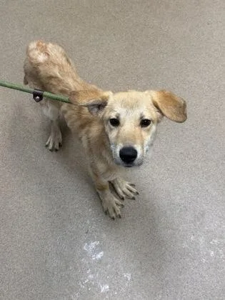 A young small-sized female Mixed Breed dog named Yayline for adoption in Chamblee, GA
