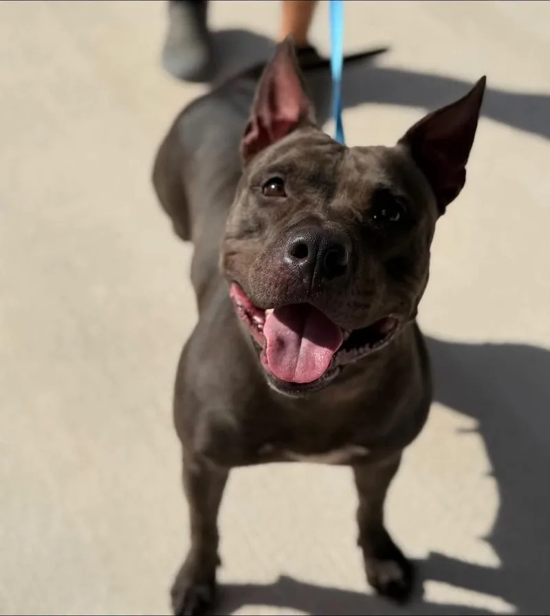 An adult medium-sized female Brown / Chocolate American Bulldog dog named Psalm for adoption in Lakeland, FL