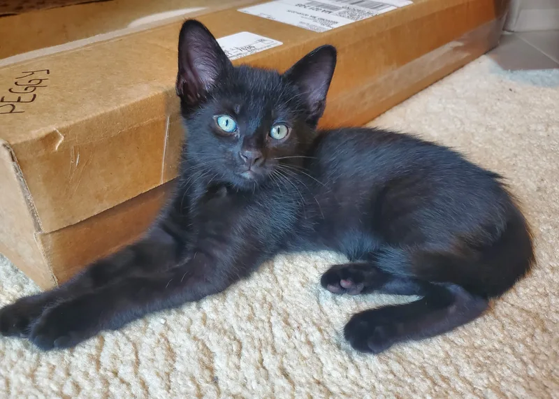 A baby medium-sized male Black Domestic Short Hair cat named Dazzle & Doodle for adoption in Medfield, MA