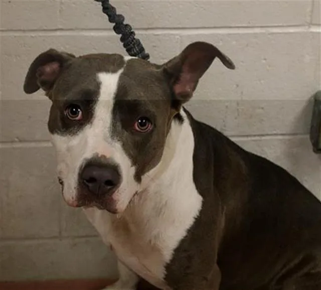An adult large-sized female Mixed Breed dog named Maisy for adoption in Columbia, SC