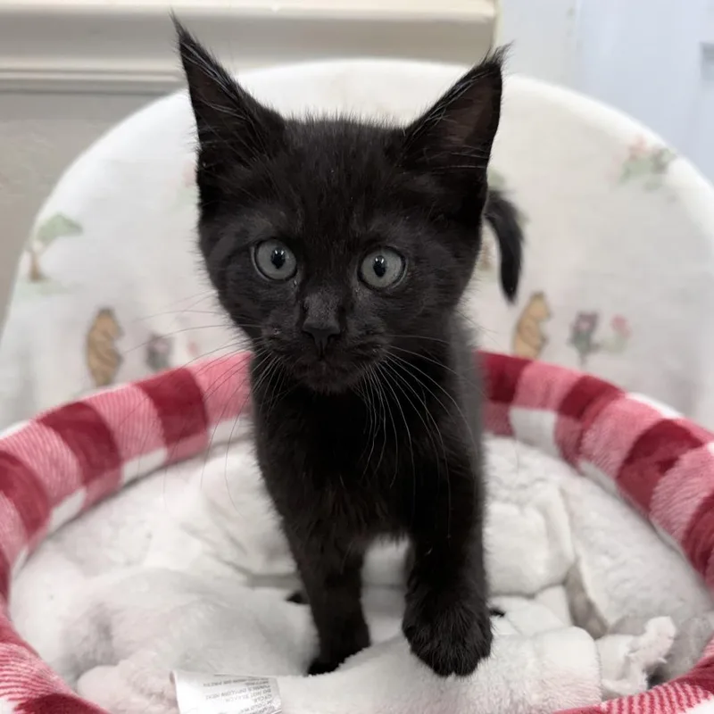 A baby small-sized male Black Domestic Short Hair cat named Cane for adoption in Medford, OR