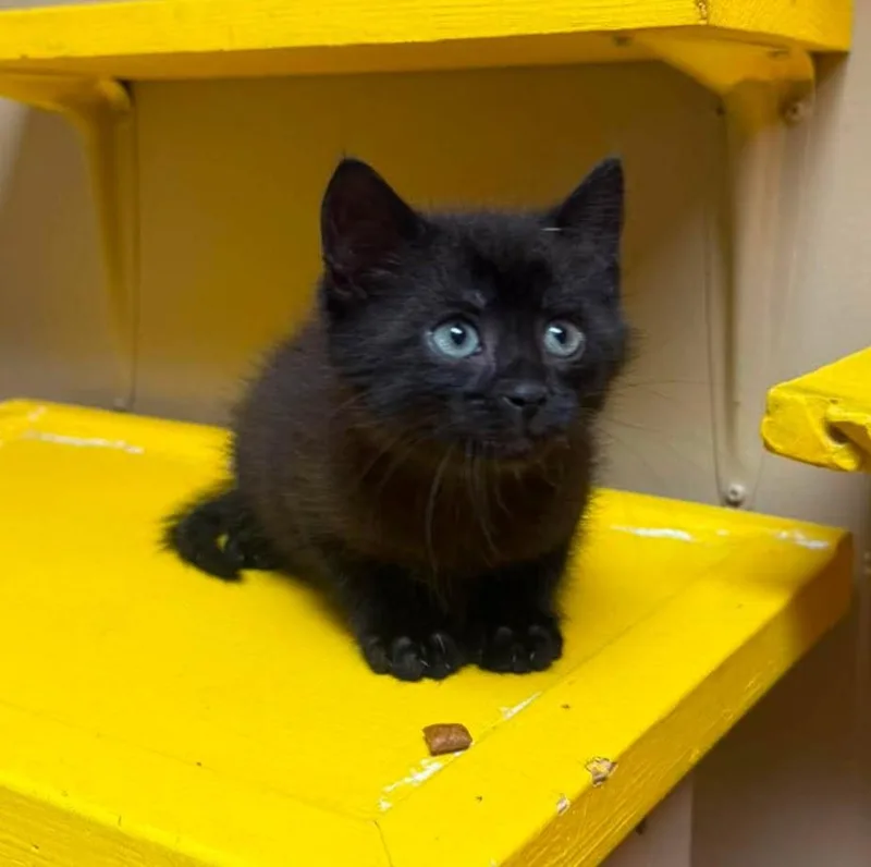 A baby medium-sized male Black Domestic Short Hair cat named Biscuit for adoption in Maryville, MO