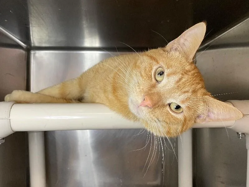 Meatball thumbnail 2