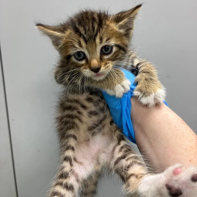Simba