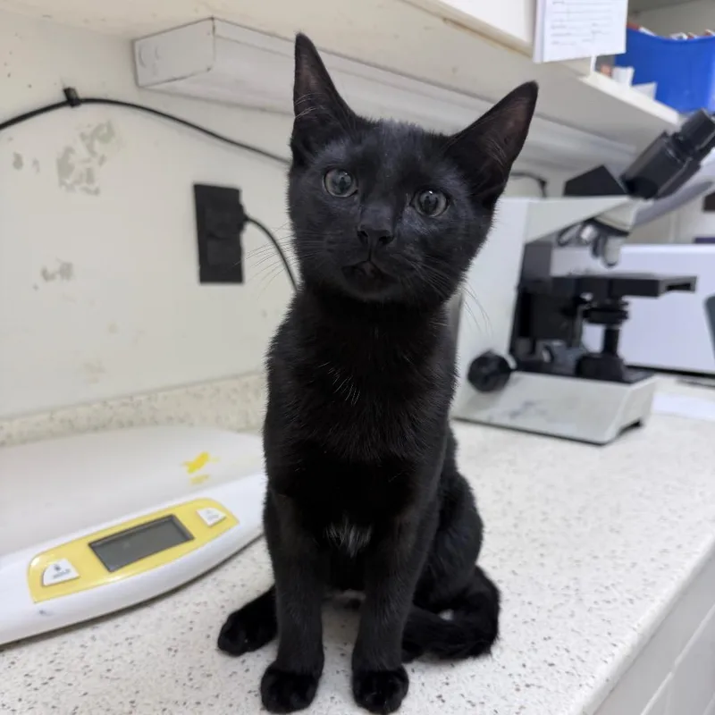 A baby small-sized female Black Domestic Short Hair cat named Mars for adoption in New York, NY