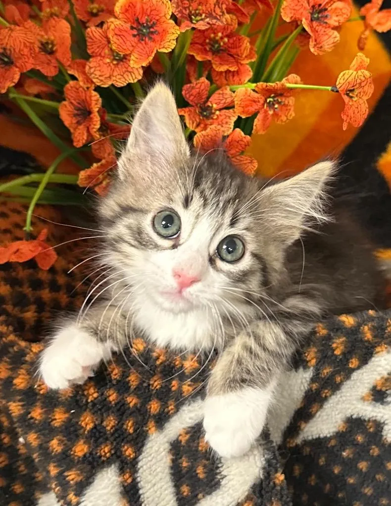 A baby small-sized female Domestic Medium Hair cat named Donna for adoption in Stillwater, OK