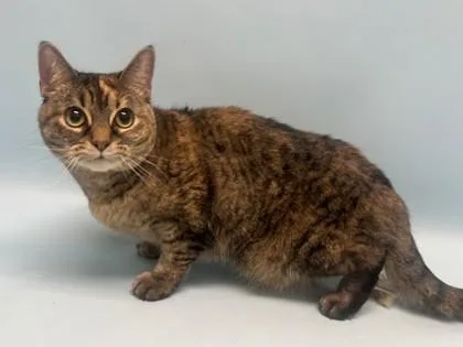 An adult small-sized female Domestic Medium Hair cat named Speckles for adoption in Golden Valley, MN