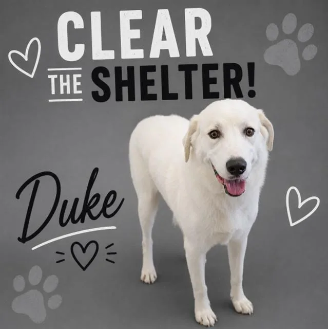A young large-sized male Great Pyrenees dog named Duke for adoption in Wylie, TX