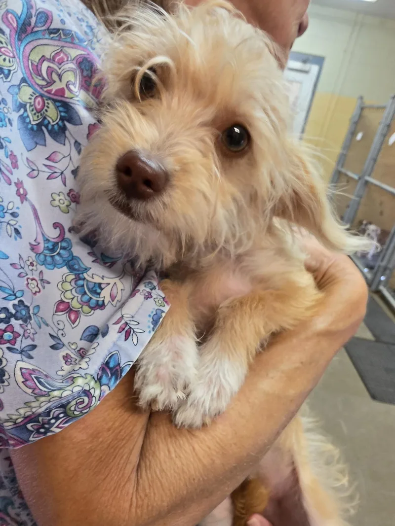 A baby small-sized female Terrier dog named No name yet for adoption in Danville, VA