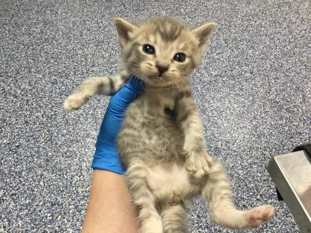 A baby small-sized female Domestic Short Hair cat named Monica for adoption in Thousand Palms, CA