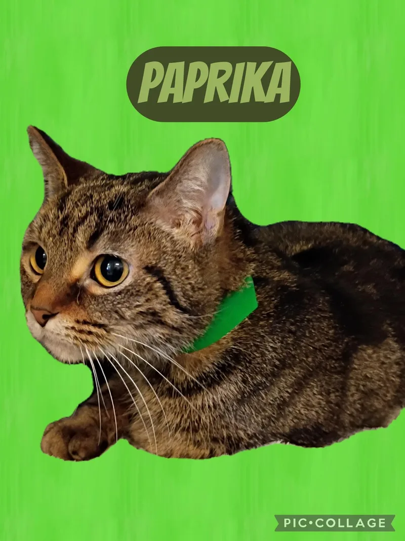 A young small-sized female Tabby cat named Paprika for adoption in Muncie, IN