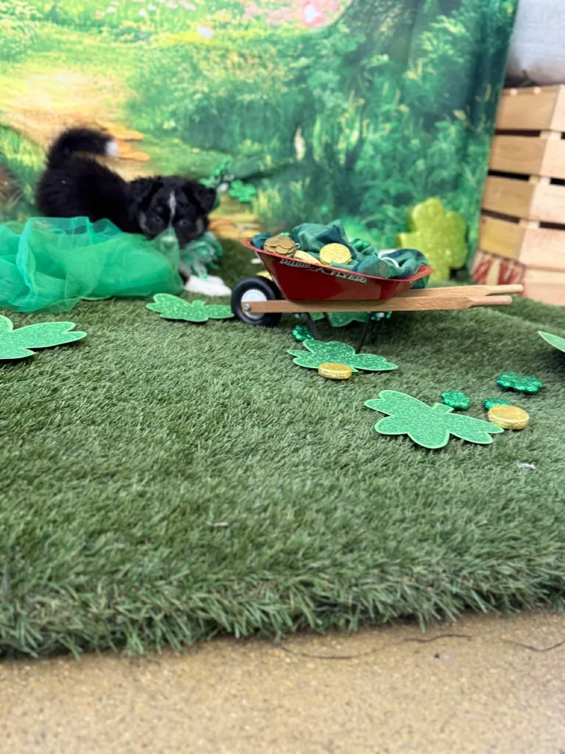 Porkchop thumbnail 2