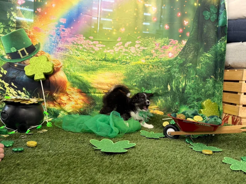 Porkchop thumbnail 3