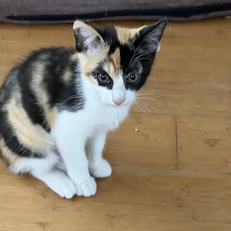 A baby small-sized female Calico Domestic Short Hair cat named Dazzlecap for adoption in Houston, TX