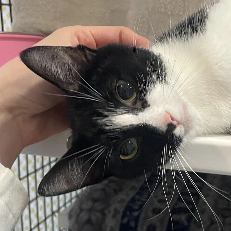 A young medium-sized female Domestic Short Hair cat named Muneca for adoption in Chicago, IL