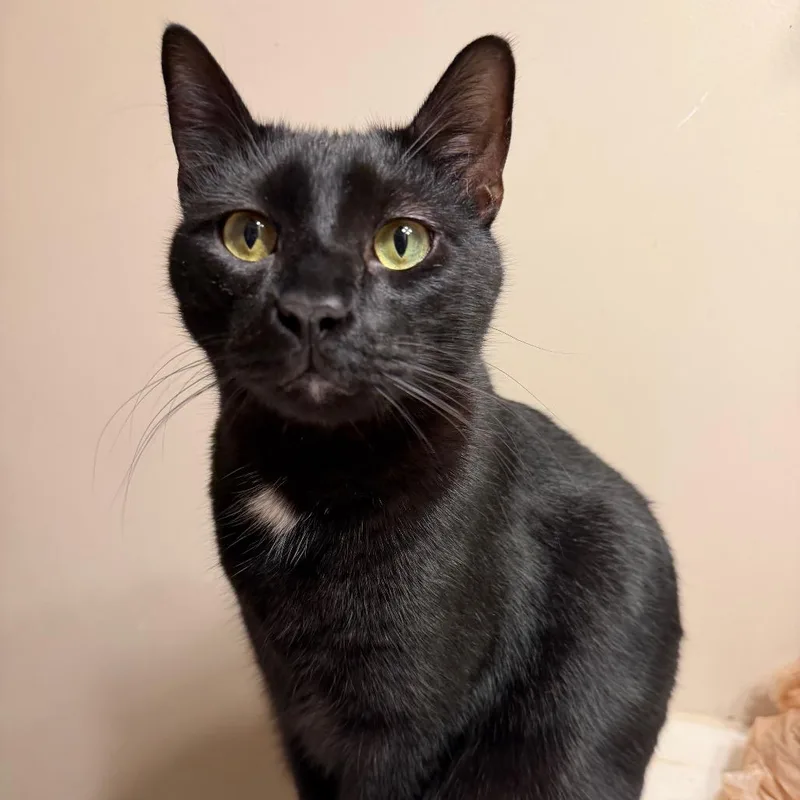 An adult extra large-sized male Black Domestic Short Hair cat named Simon for adoption in Houston, TX