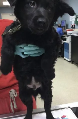 A baby small-sized male German Shepherd Dog dog named Cacao for adoption in Riverside, CA