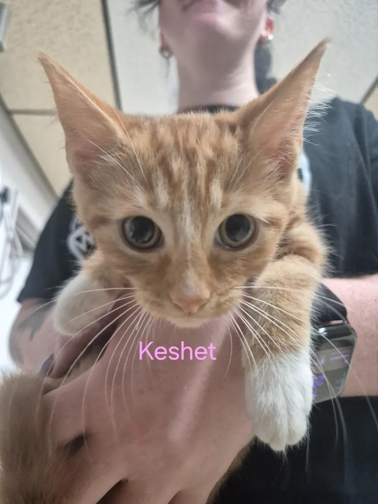 Keshet thumbnail 2