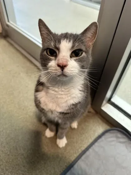 A senior medium-sized male Domestic Short Hair cat named Maxi for adoption in Palm Coast, FL