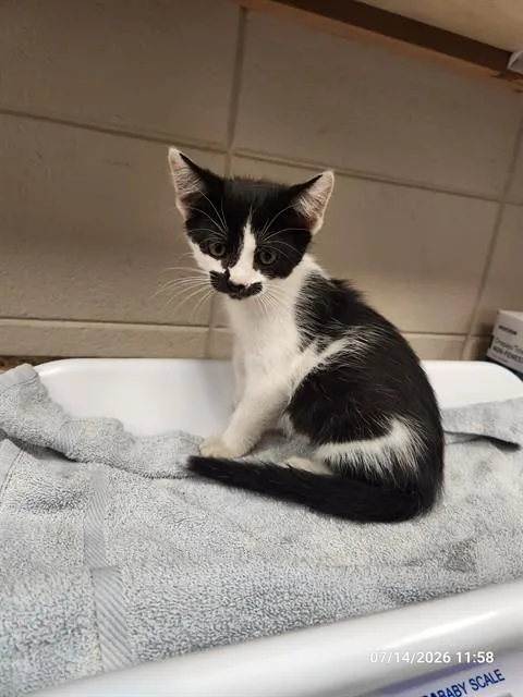 A baby medium-sized male Domestic Short Hair cat named Fig for adoption in Huntsville, AL