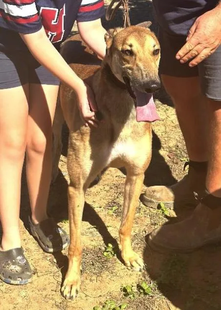 An adult large-sized male Greyhound dog named Tippy for adoption in Tarpon Springs, FL