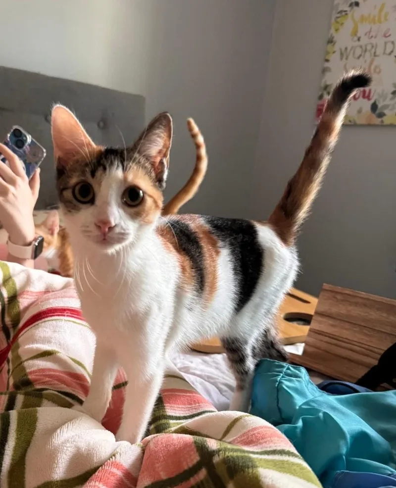 A baby medium-sized female Calico Domestic Short Hair cat named Chloe for adoption in Roslindale, MA