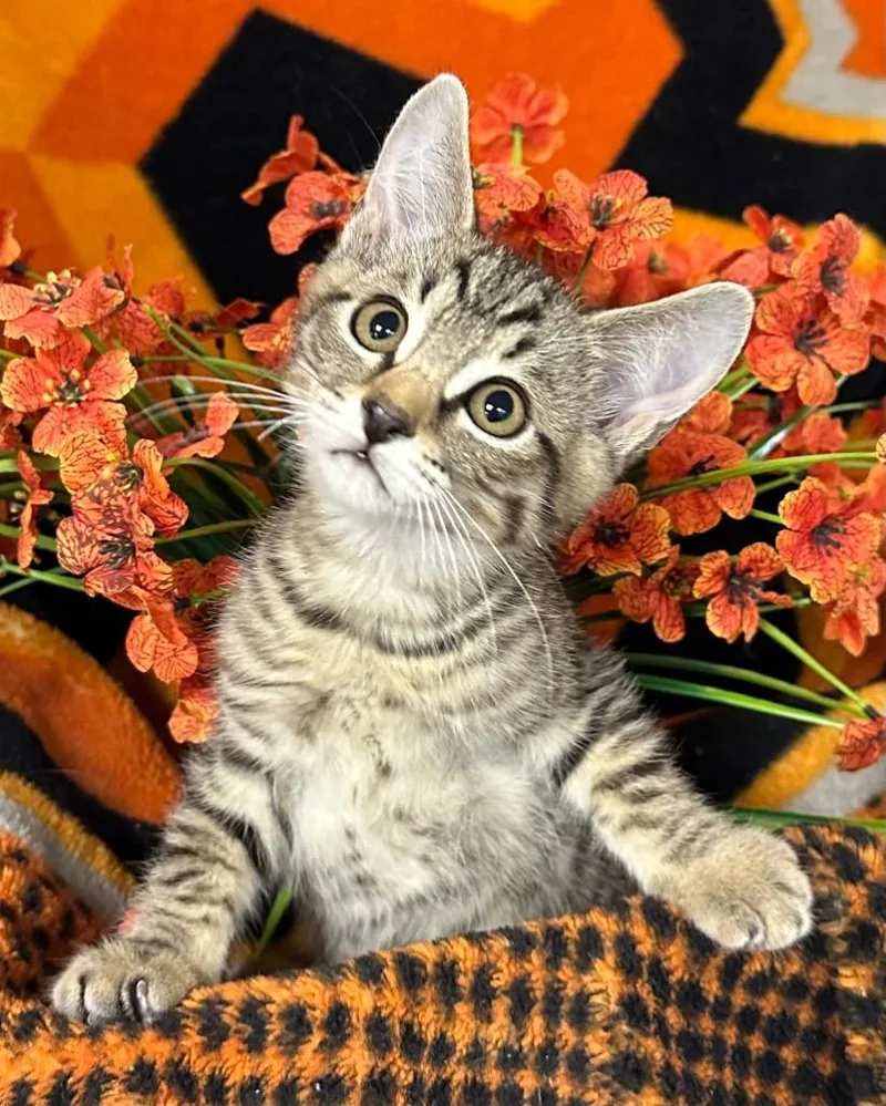A baby small-sized male Domestic Short Hair cat named Ravi for adoption in Stillwater, OK