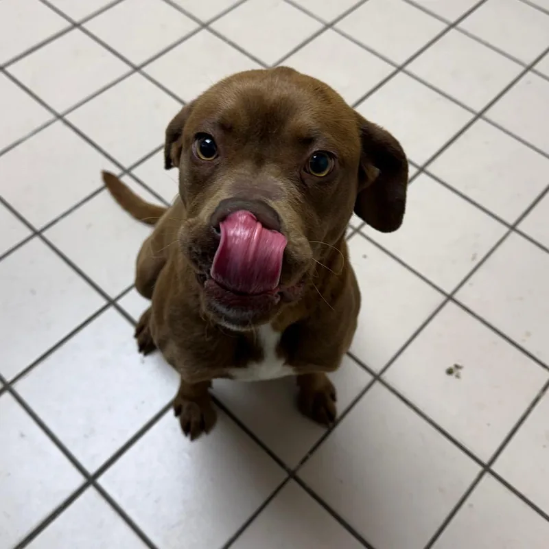 Tuscstray thumbnail 2