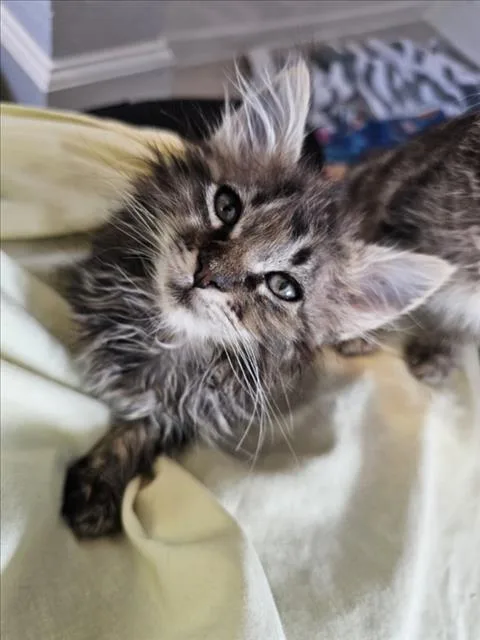 A young small-sized male Brown / Chocolate Domestic Long Hair cat named Angus for adoption in Woodland, CA