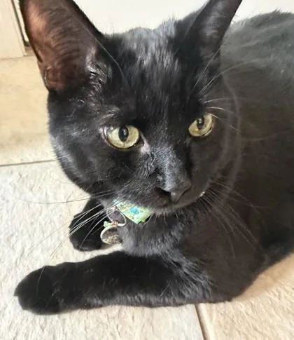 An adult medium-sized male Domestic Short Hair cat named Goose for adoption in Elk Grove Village, IL