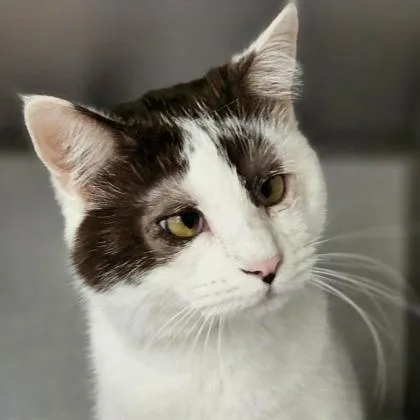 An adult small-sized female White Domestic Short Hair cat named Loretta for adoption in Atlanta, GA