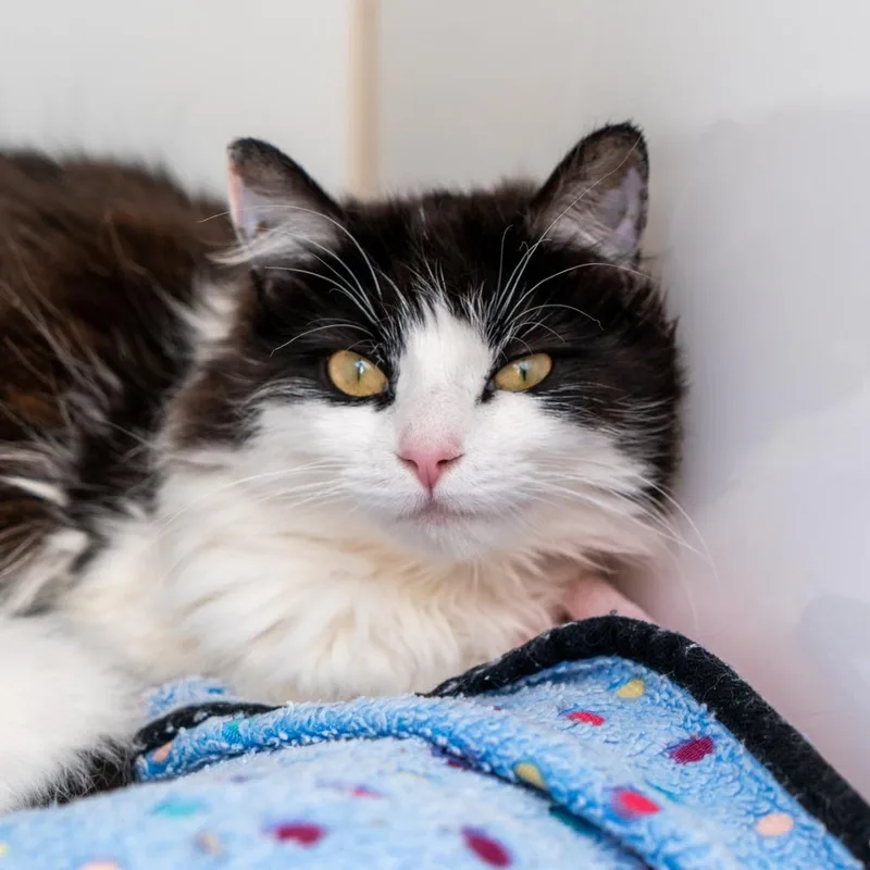 A young medium-sized female White Domestic Long Hair cat named Giselle for adoption in New York, NY