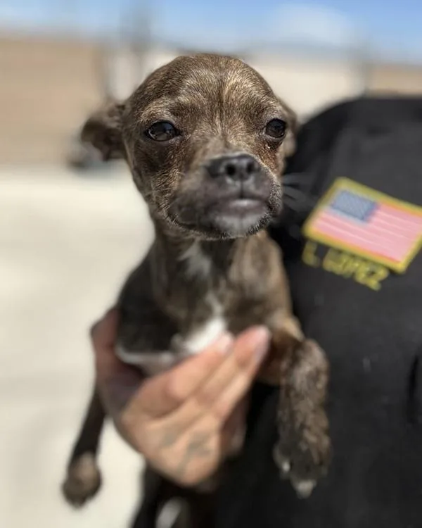 A young small-sized female Chihuahua dog named Erykah for adoption in Victorville, CA