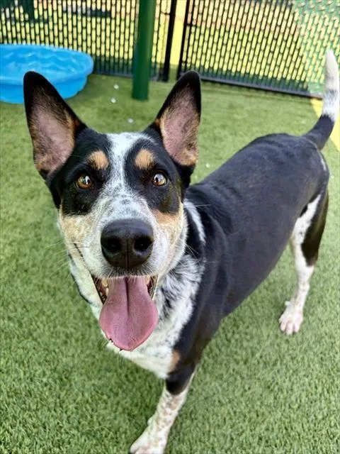 An adult medium-sized female Mixed Breed dog named Dakota for adoption in Statesville, NC