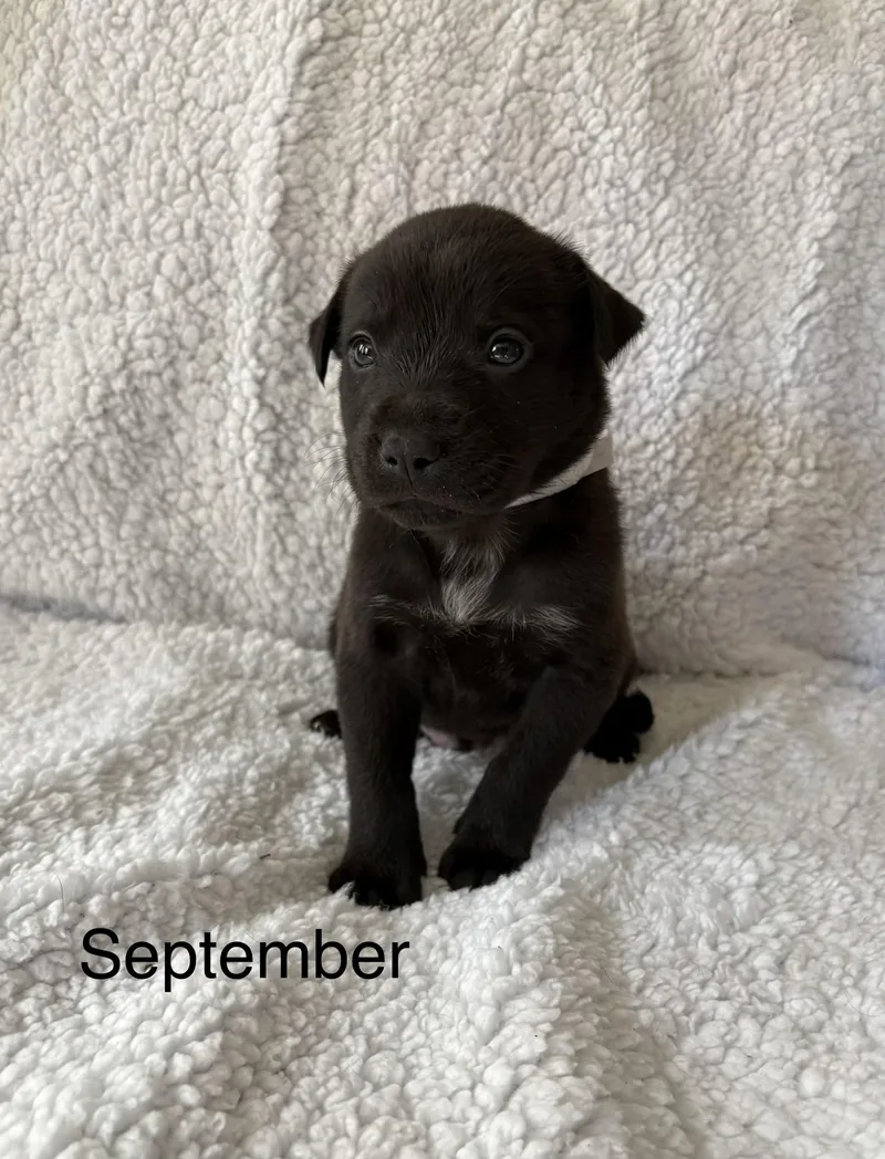 A baby medium-sized male Labrador Retriever dog named September Mama August Calendar for adoption in Carmel, NY