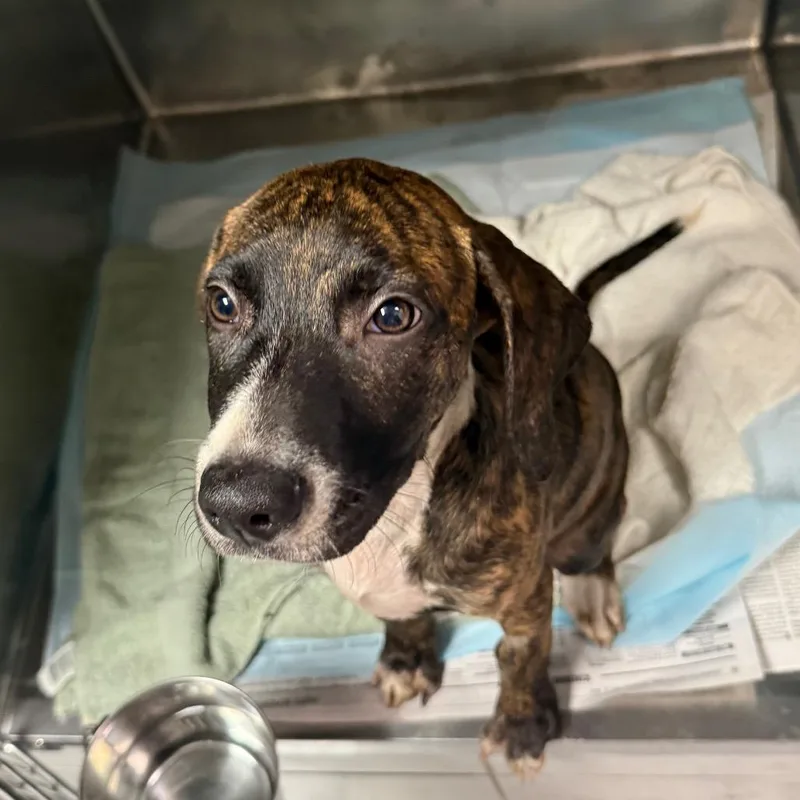 A baby small-sized male Mixed Breed dog named Rebel for adoption in Charleston, WV
