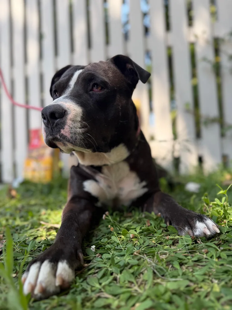 An adult medium-sized female Pit Bull Terrier dog named Poppy for adoption in Burbank, CA