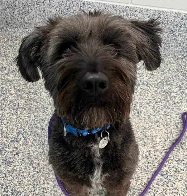 A young medium-sized female Terrier dog named Bella for adoption in Golden, CO