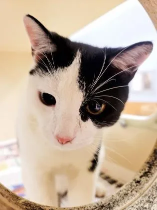 An adult small-sized male Domestic Short Hair cat named Fillipe [FIV+] for adoption in Chamblee, GA