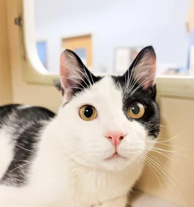 Fillipe [FIV+] thumbnail 2